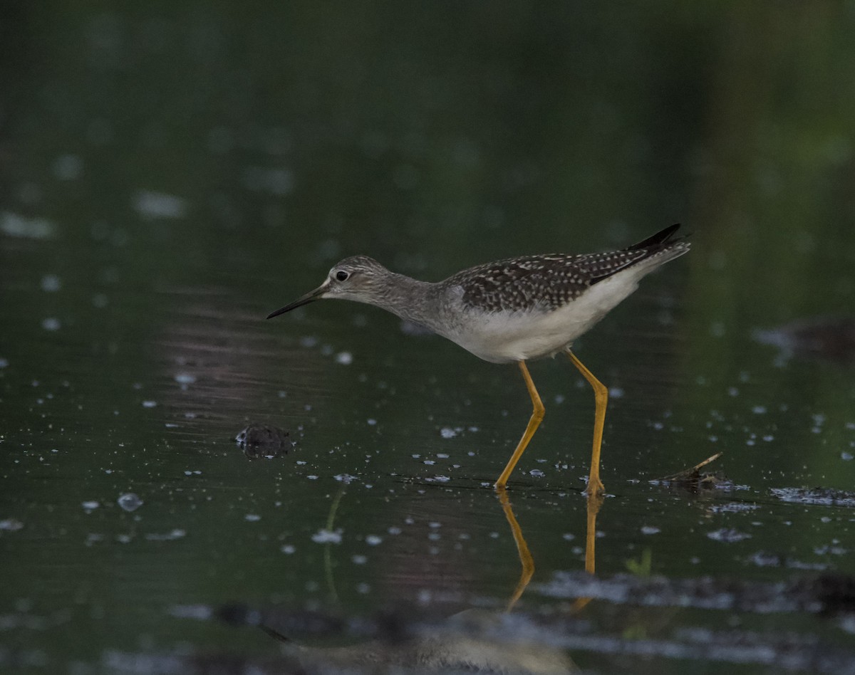 Lesser Yellowlegs - lawrence connolly