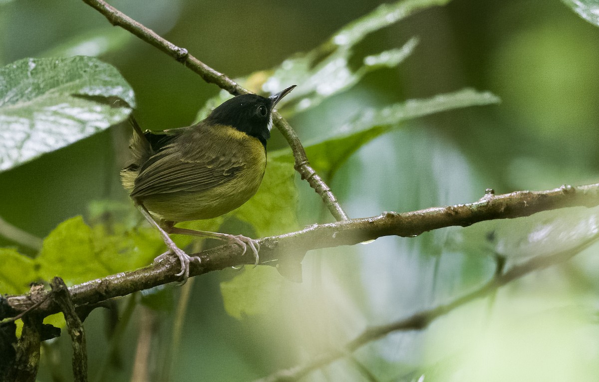 Yellow-breasted Tailorbird - ML472989511