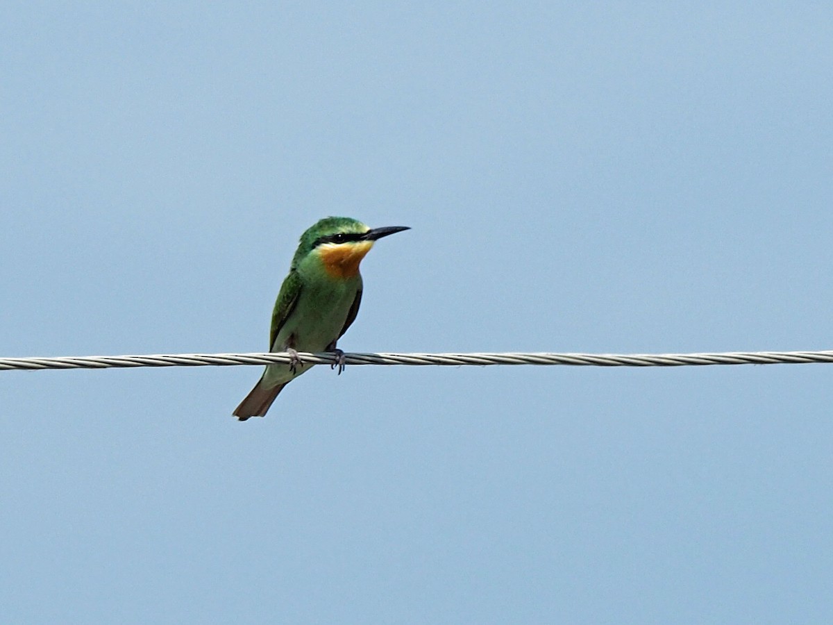 Blue-cheeked Bee-eater - ML472991281