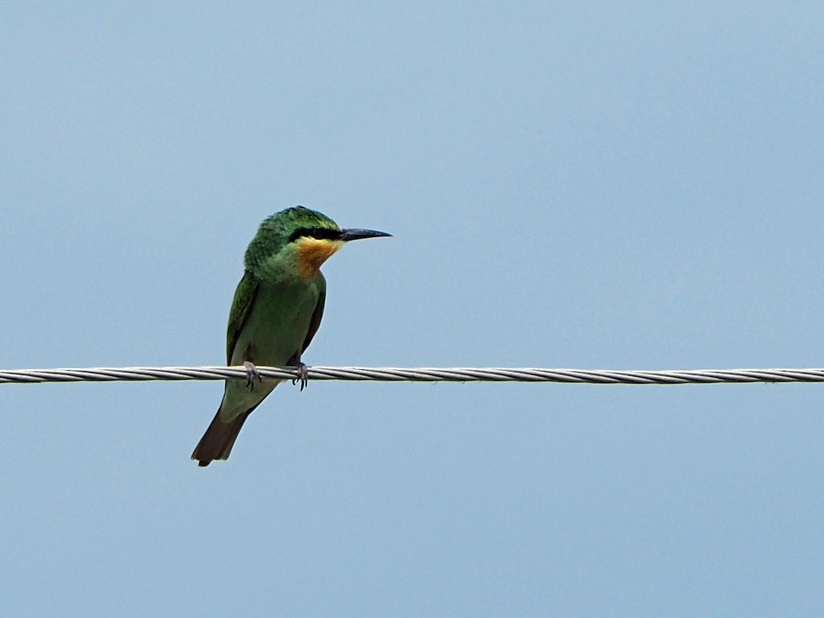 Blue-cheeked Bee-eater - ML472991301