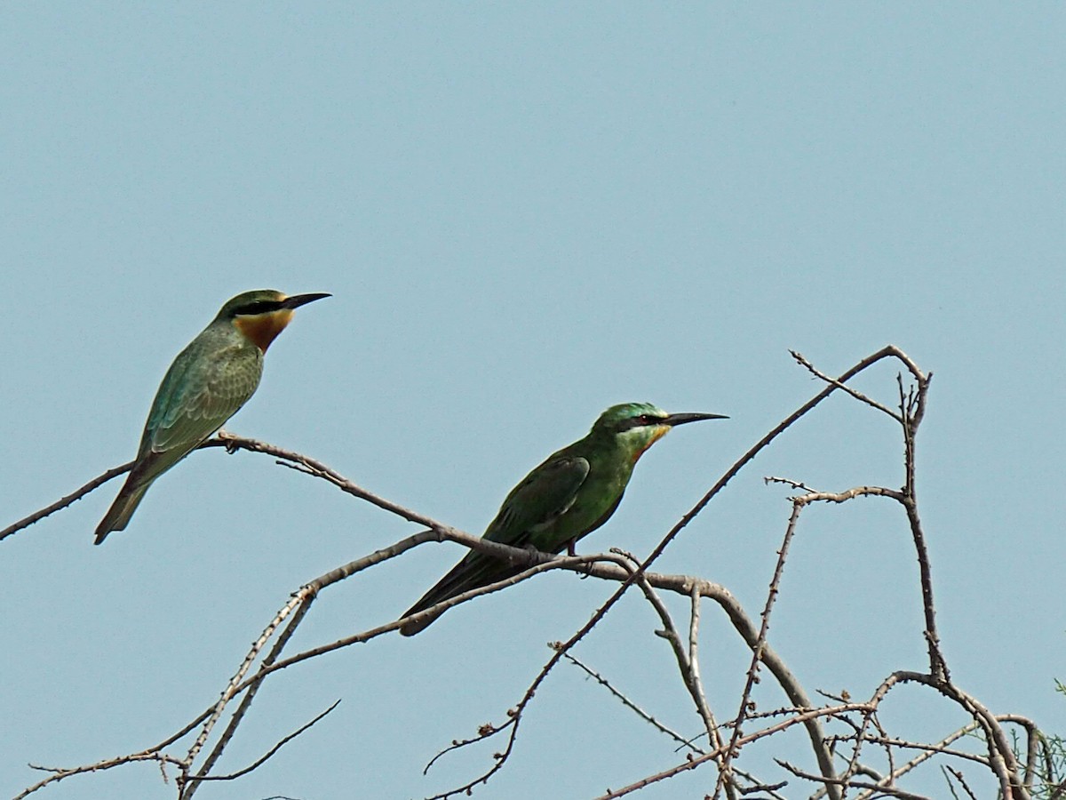 Blue-cheeked Bee-eater - ML472991311