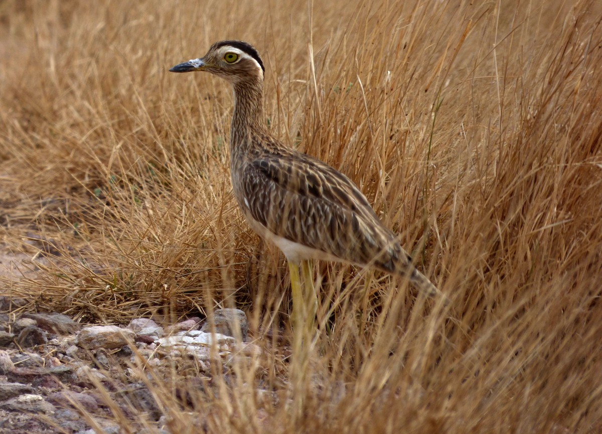 Double-striped Thick-knee - ML47299431
