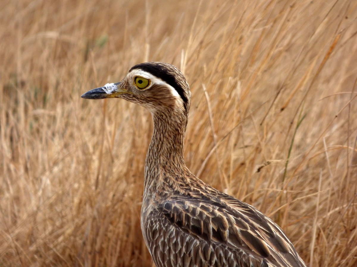 Double-striped Thick-knee - ML47299441