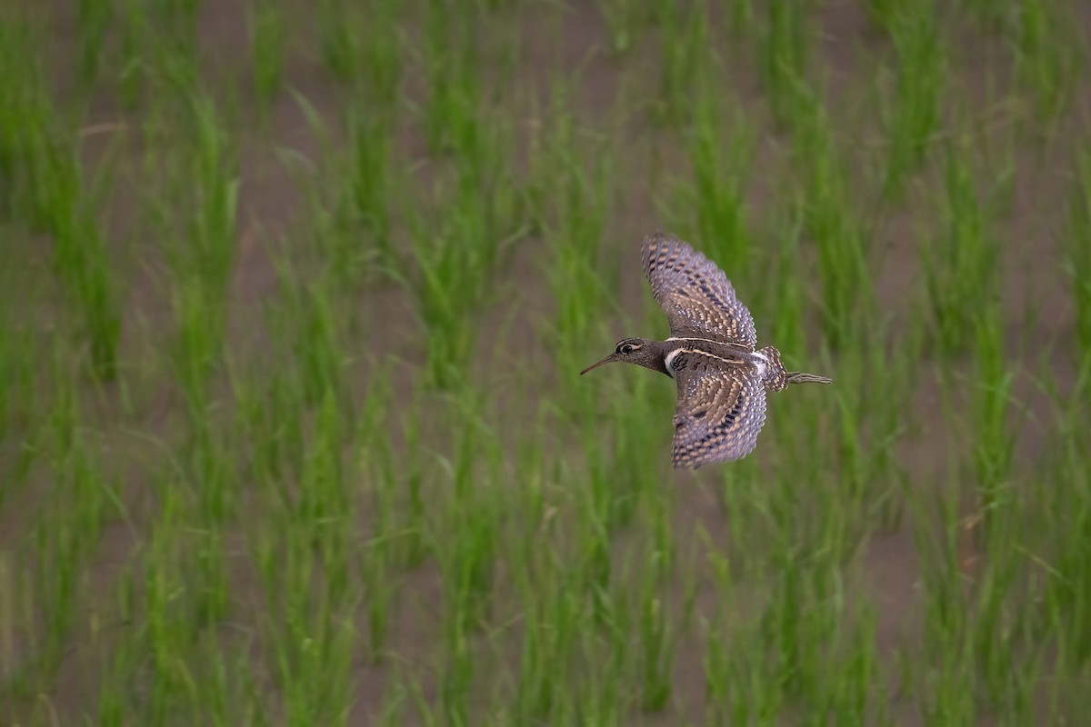 Greater Painted-Snipe - ML472996121