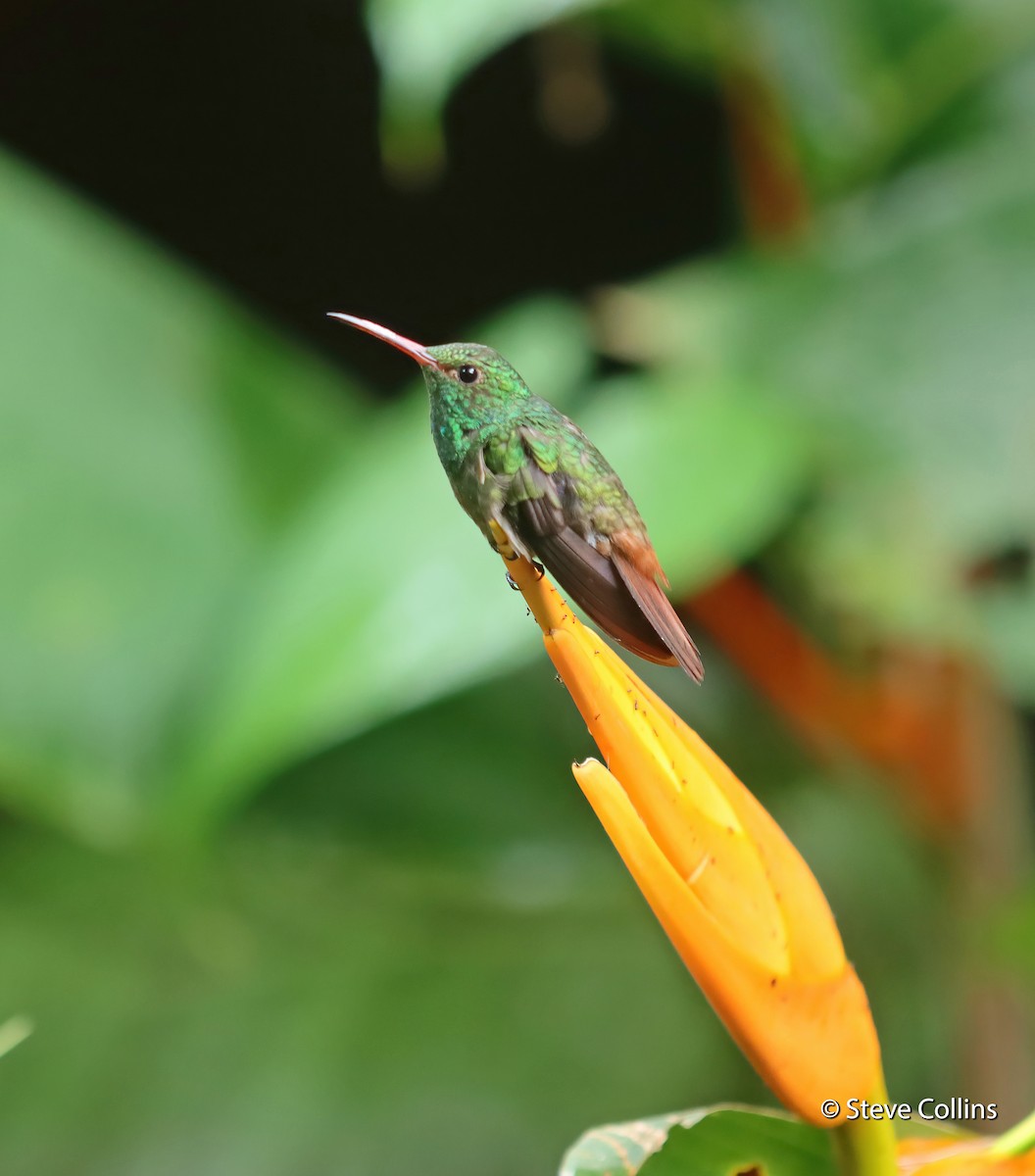 Rufous-tailed Hummingbird - Steve Collins