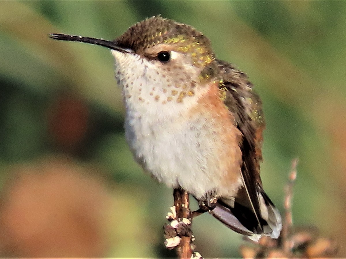 Rufous Hummingbird - BEN BAILEY