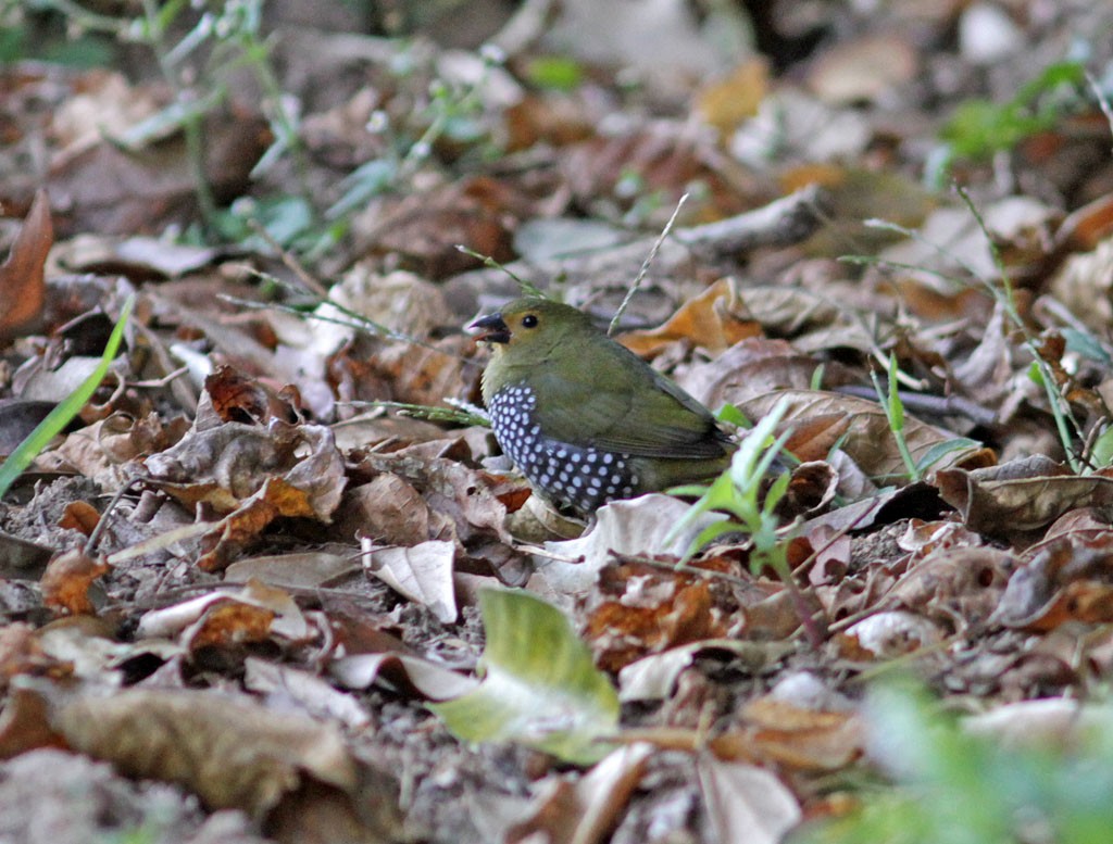 Green-backed Twinspot (Green-breasted) - ML473001931