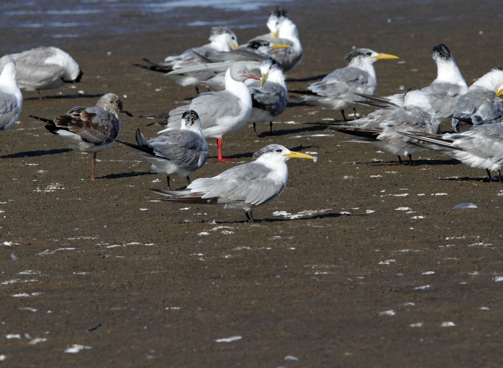 Great Crested Tern - ML473003671