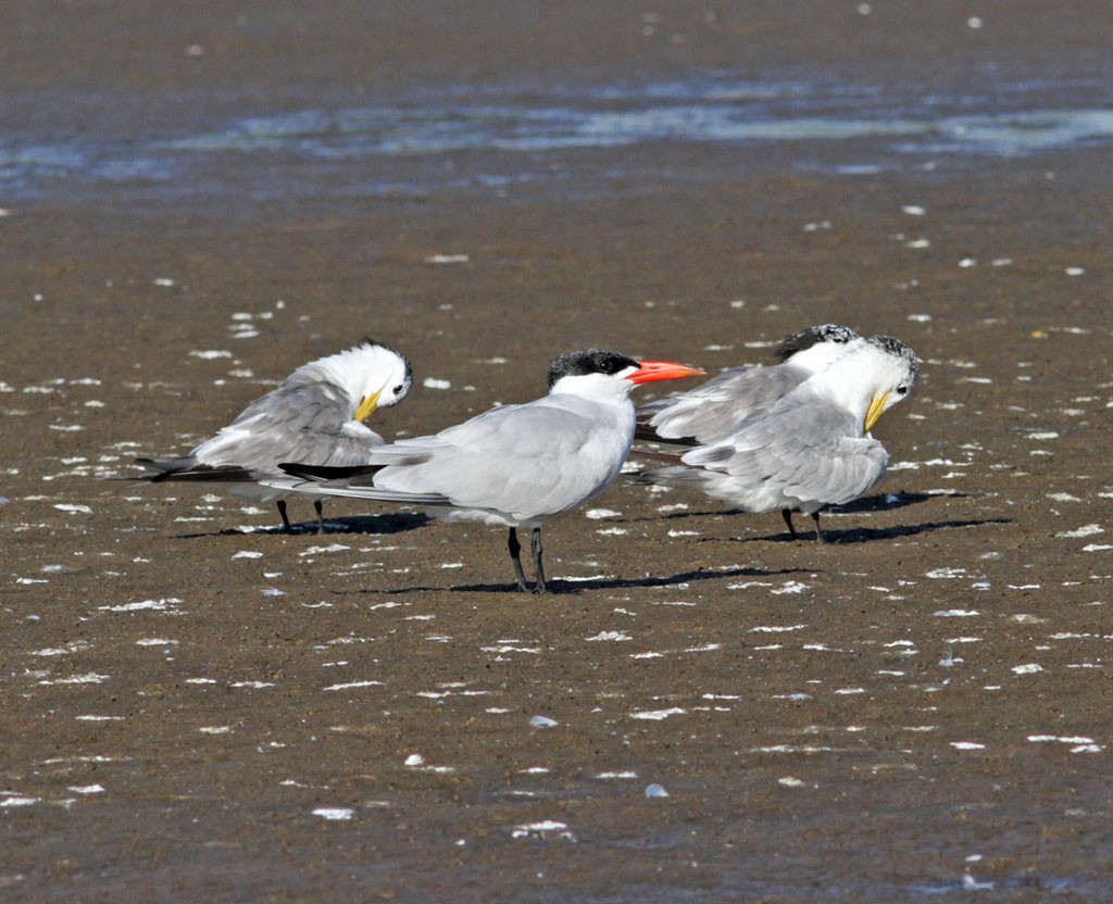 Great Crested Tern - ML473003681