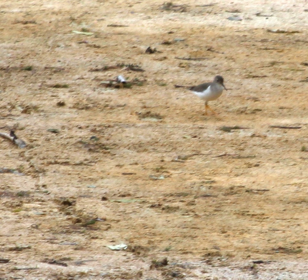 Spotted Sandpiper - Billie Cantwell