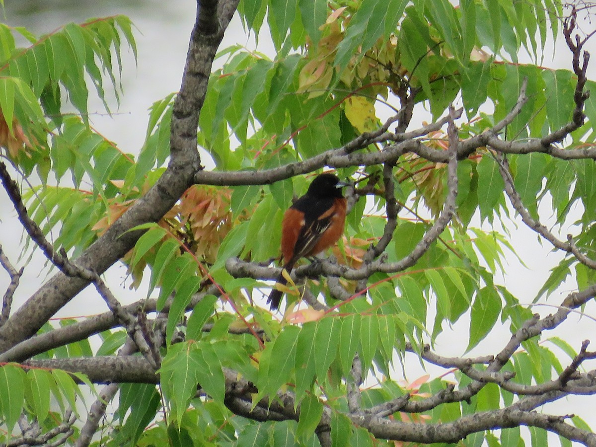 Orchard Oriole - ML473007811