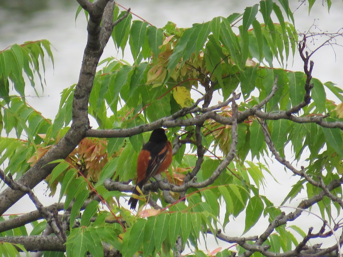 Orchard Oriole - ML473007821