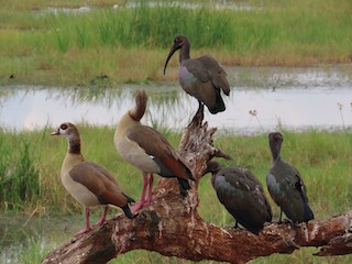 Egyptian Goose, ML473020991