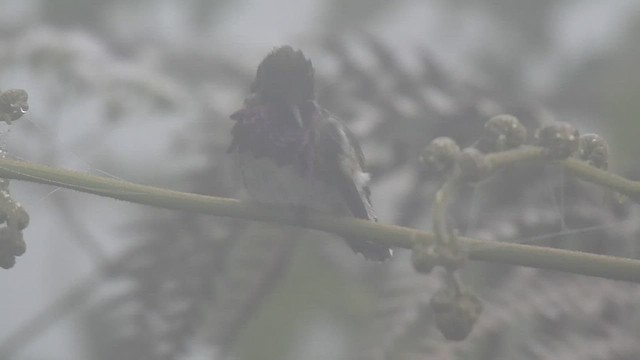 Wine-throated Hummingbird - ML473023501
