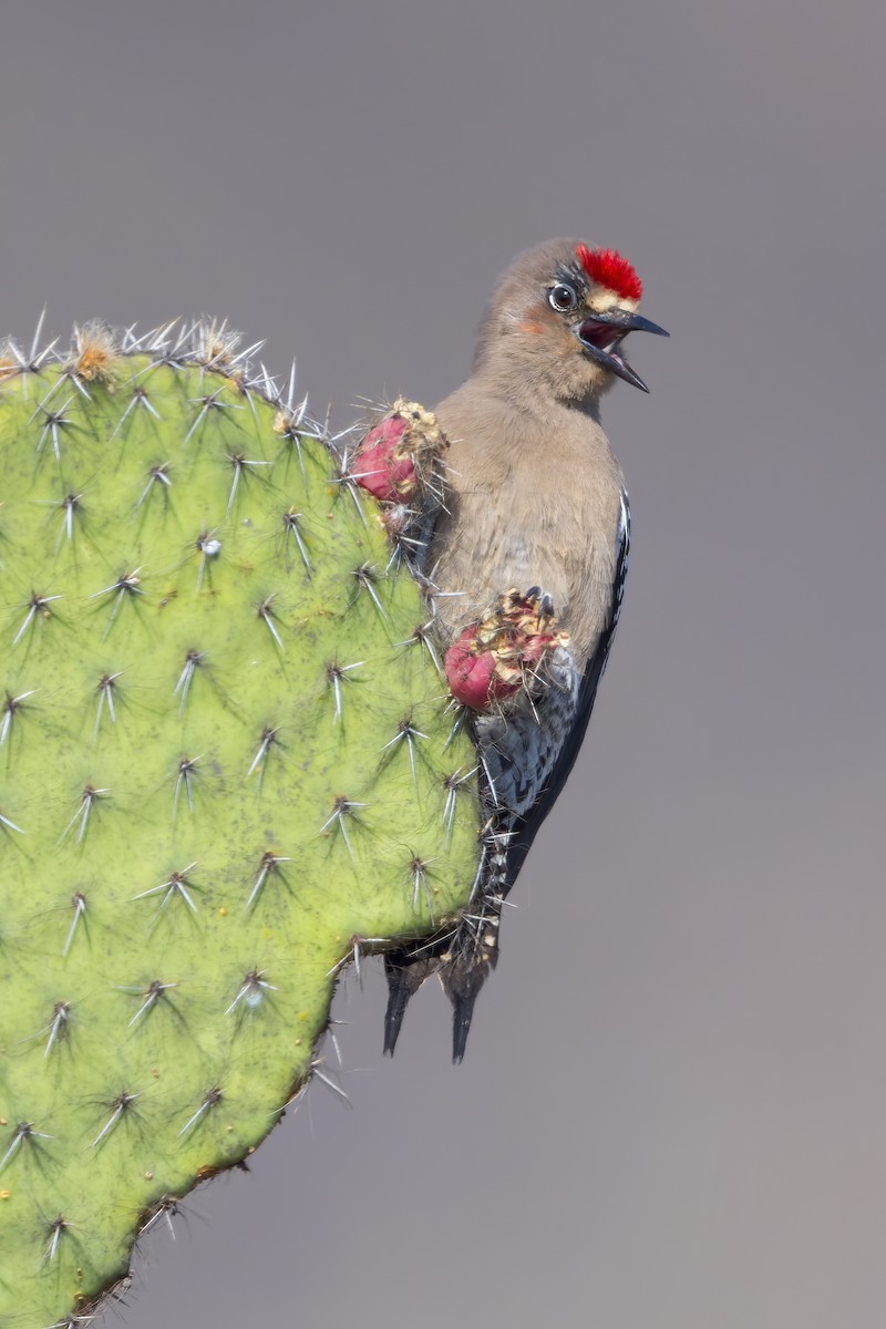 Gray-breasted Woodpecker - ML473024741