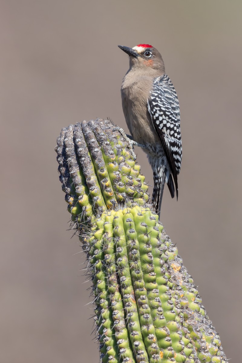 Gray-breasted Woodpecker - ML473024781