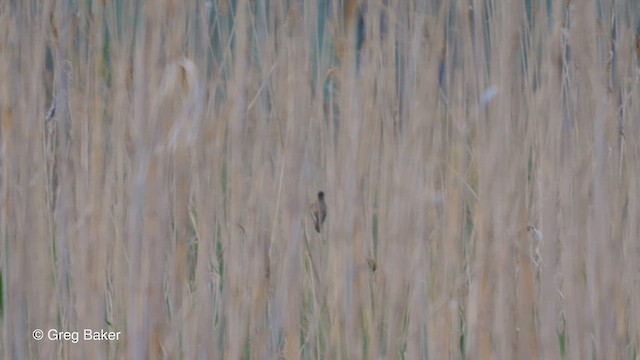 Great Reed Warbler - ML473025341