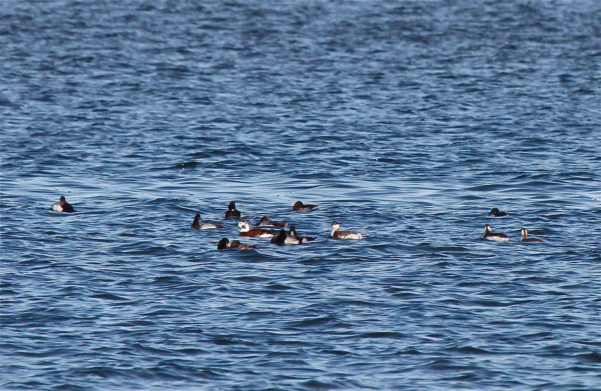 Long-tailed Duck - ML473025901