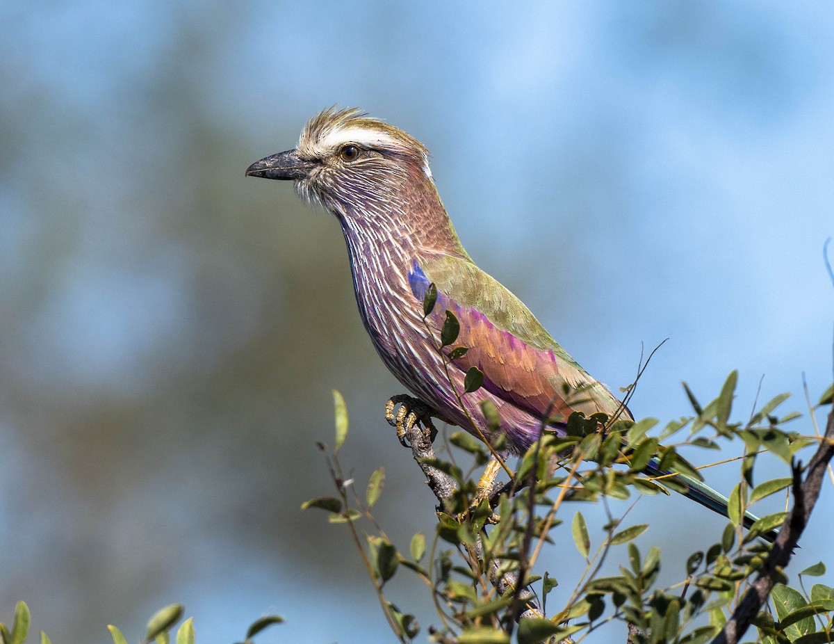 Rufous-crowned Roller - William Richards