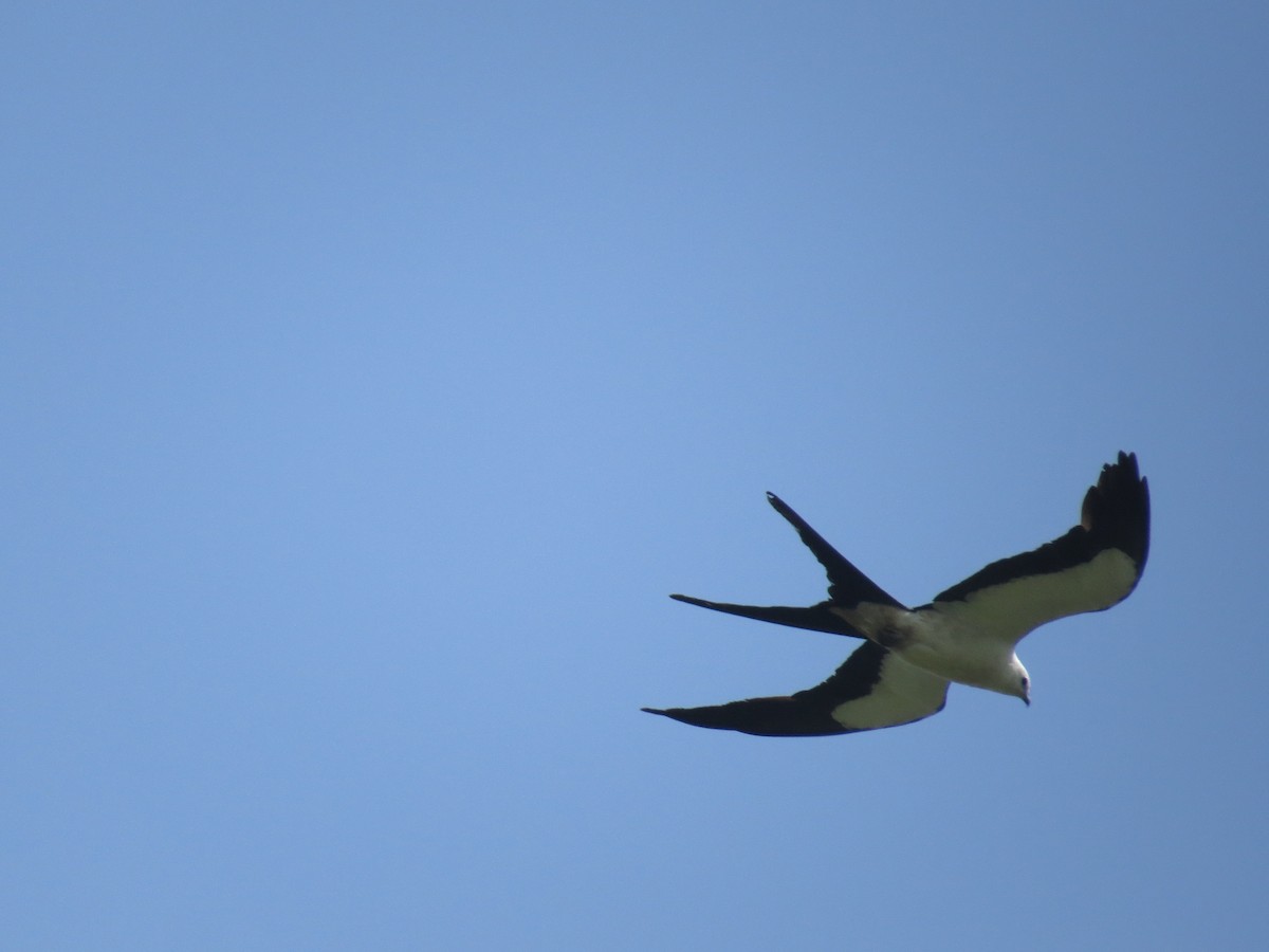 Swallow-tailed Kite - ML473028921