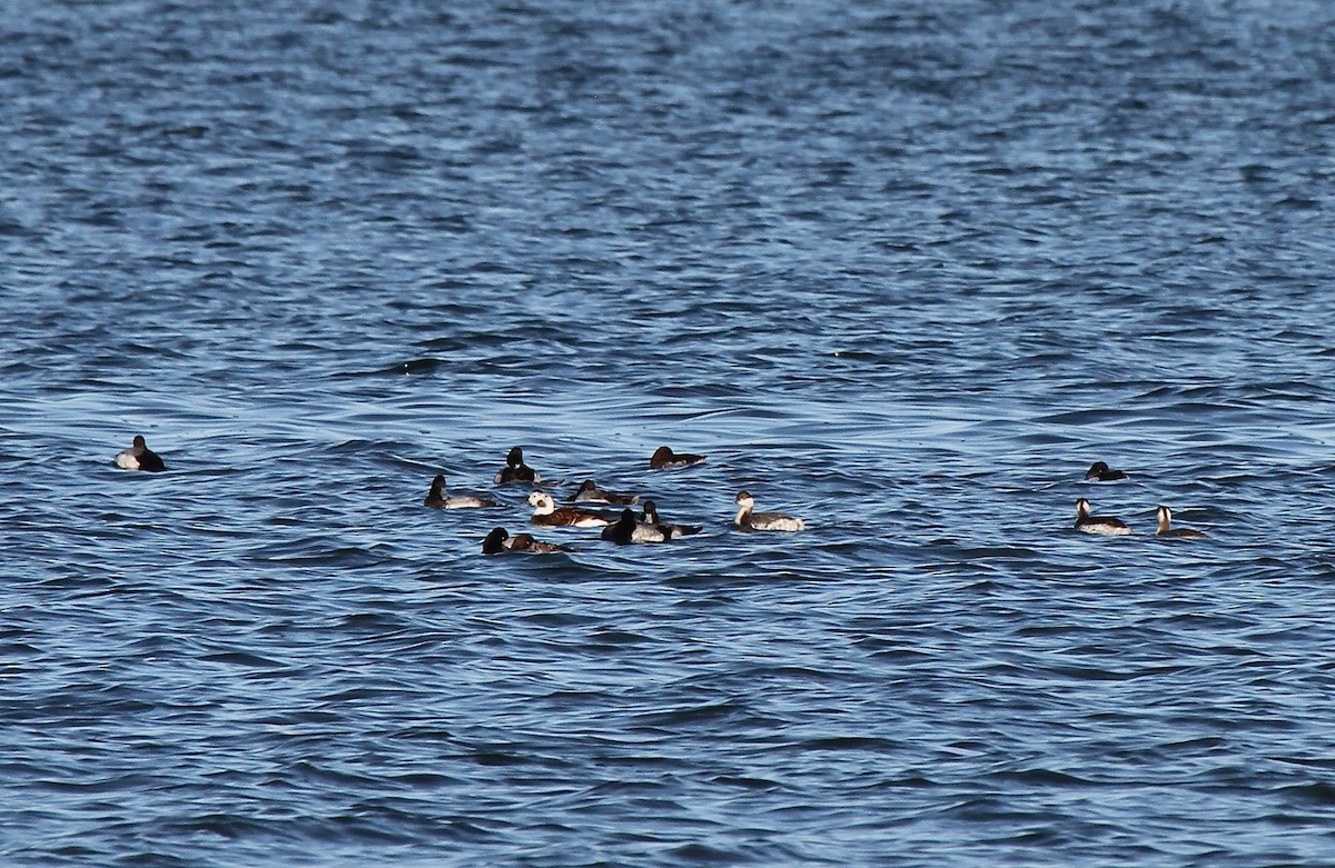 Greater Scaup - ML473029371