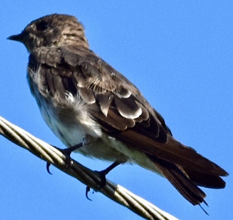 Northern Rough-winged Swallow - ML473034661
