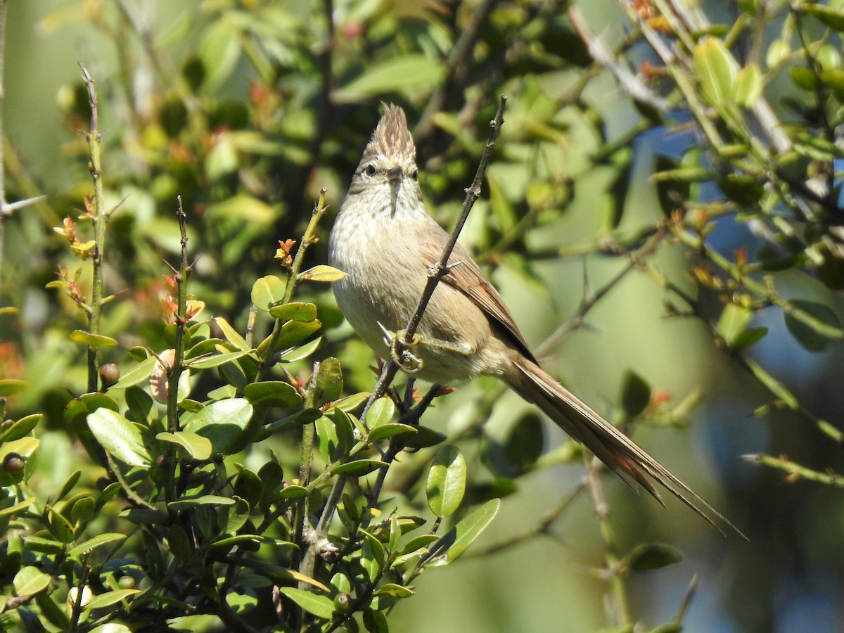 Tufted Tit-Spinetail - ML473035301