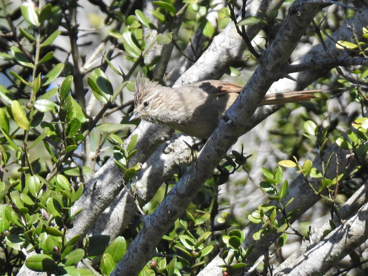 Tufted Tit-Spinetail - ML473035331