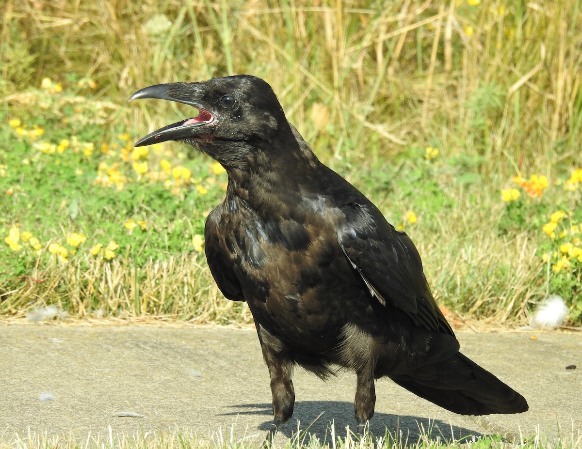 Common Raven - Bruce Hoover