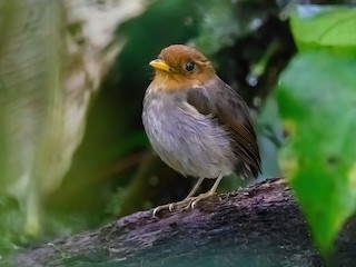  - Hooded Antpitta