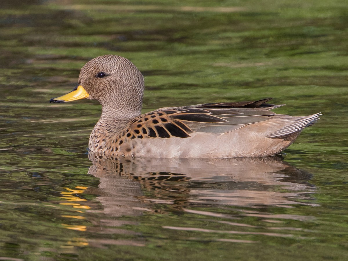 Yellow-billed Teal - Anas flavirostris - Birds of the World