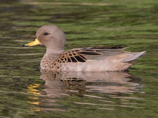  - Yellow-billed Teal