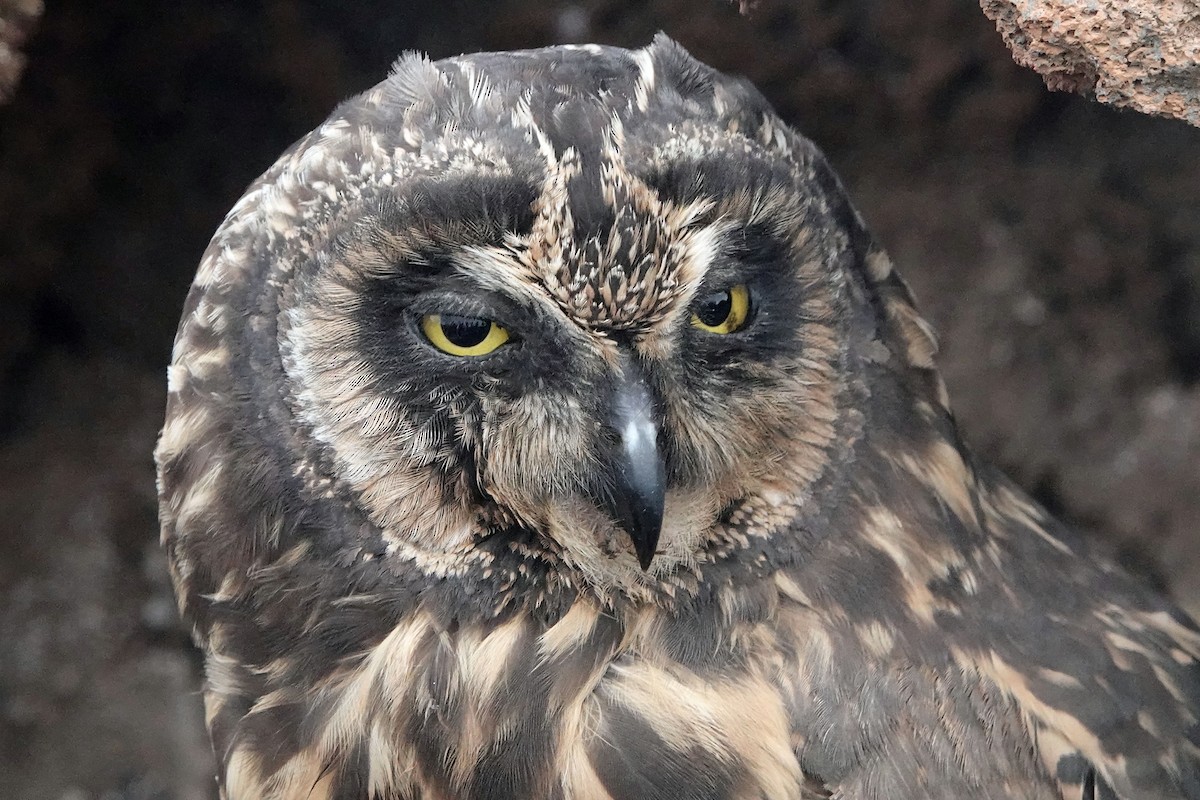 Short-eared Owl (Galapagos) - Doug Wassmer