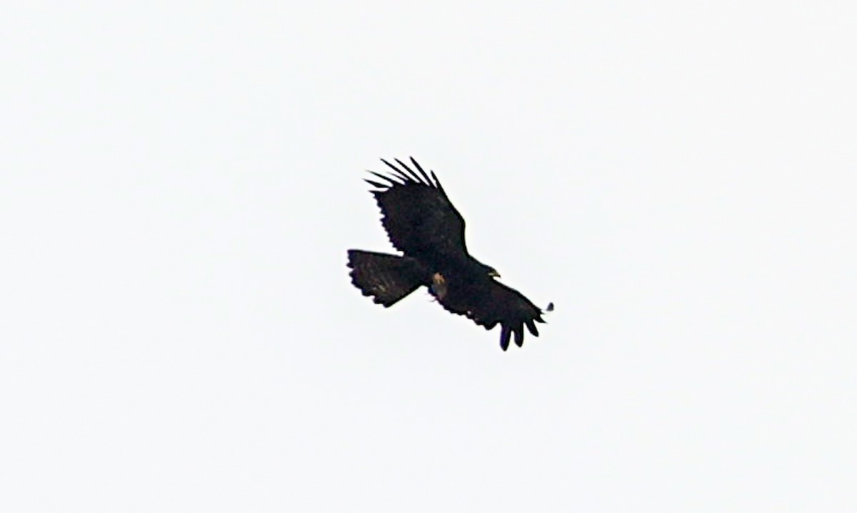 Black Eagle - ML473045721