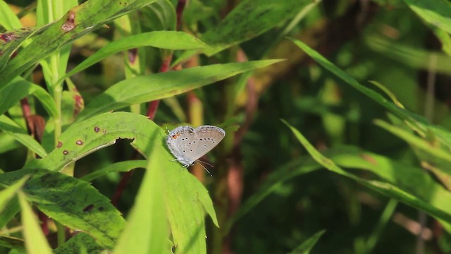 Eastern Tailed-blue - ML473048