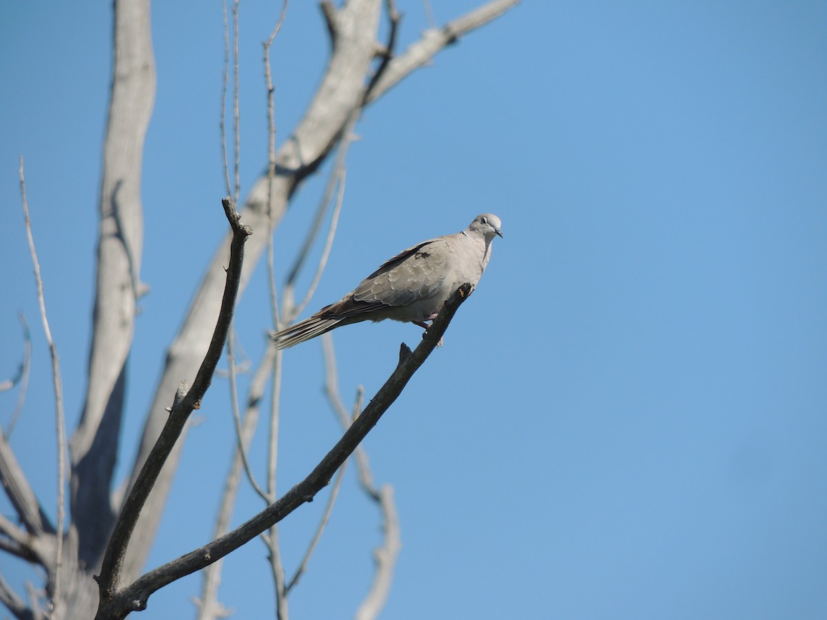 Eurasian Collared-Dove - ML473055841