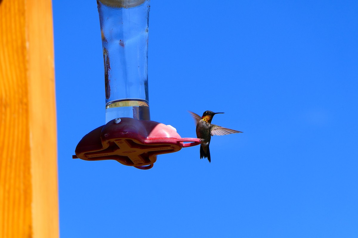 Ruby-throated Hummingbird - Kathryn Hiestand