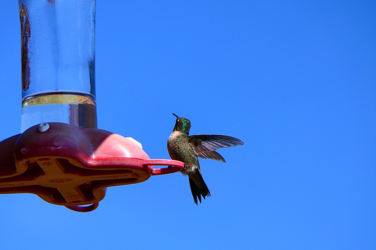 Ruby-throated Hummingbird - ML473056861
