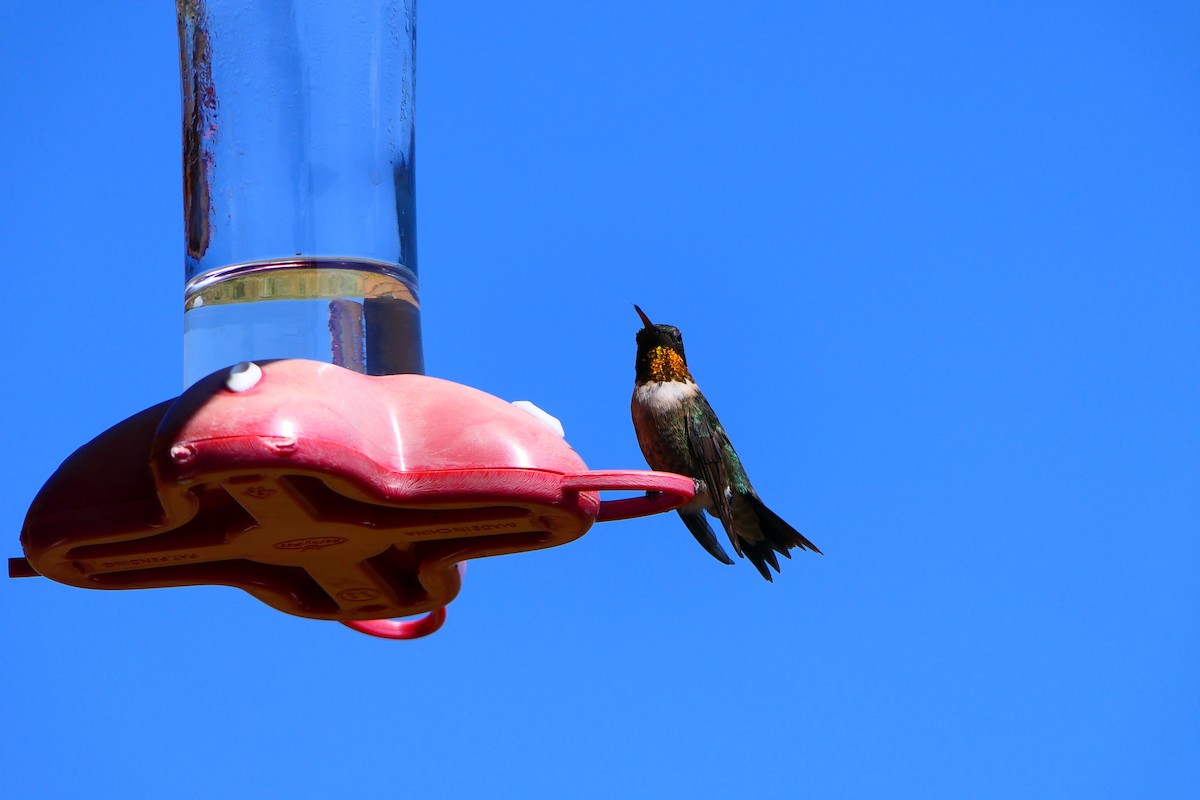 Ruby-throated Hummingbird - ML473056891