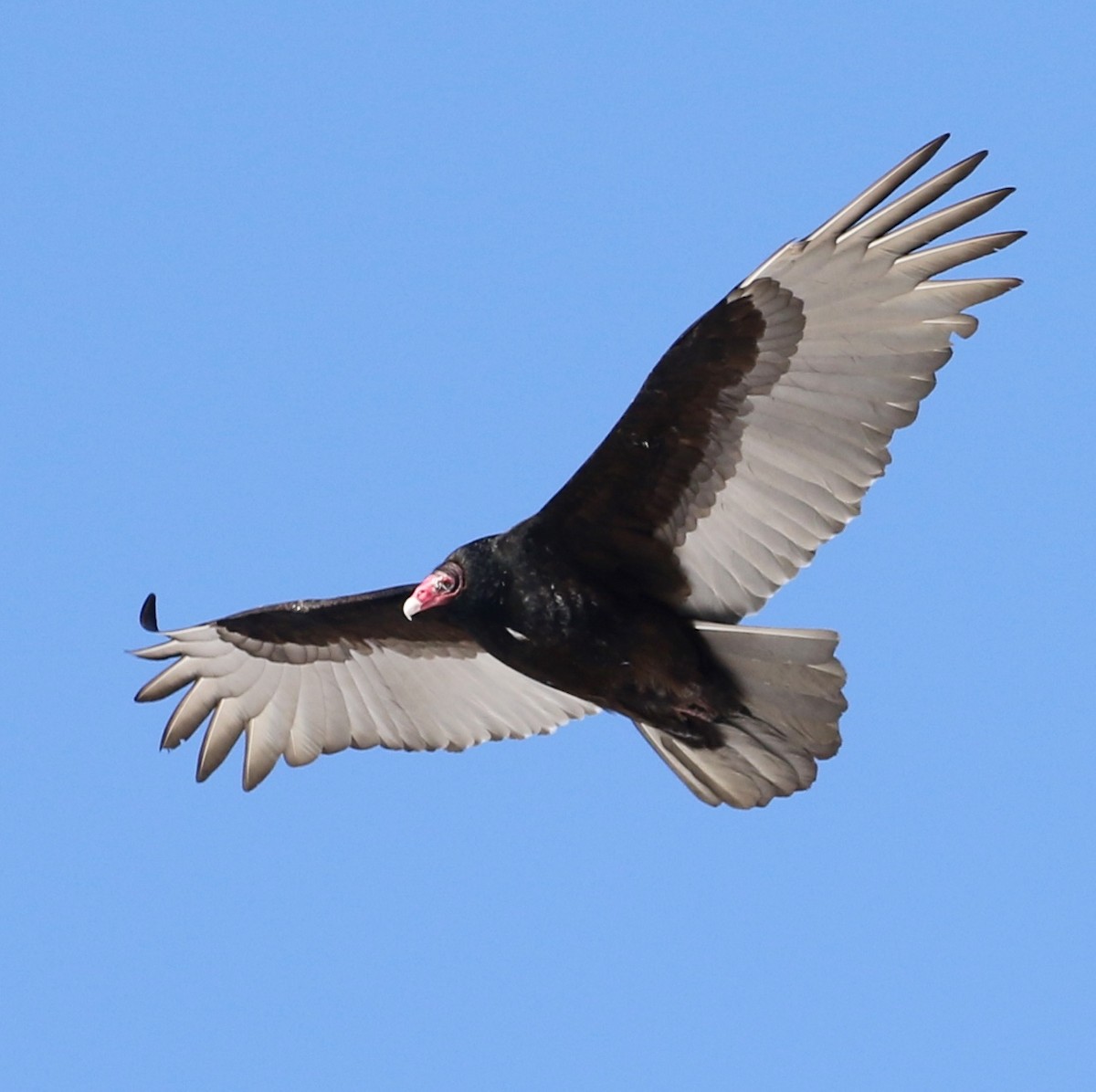 Turkey Vulture - Rick Steber