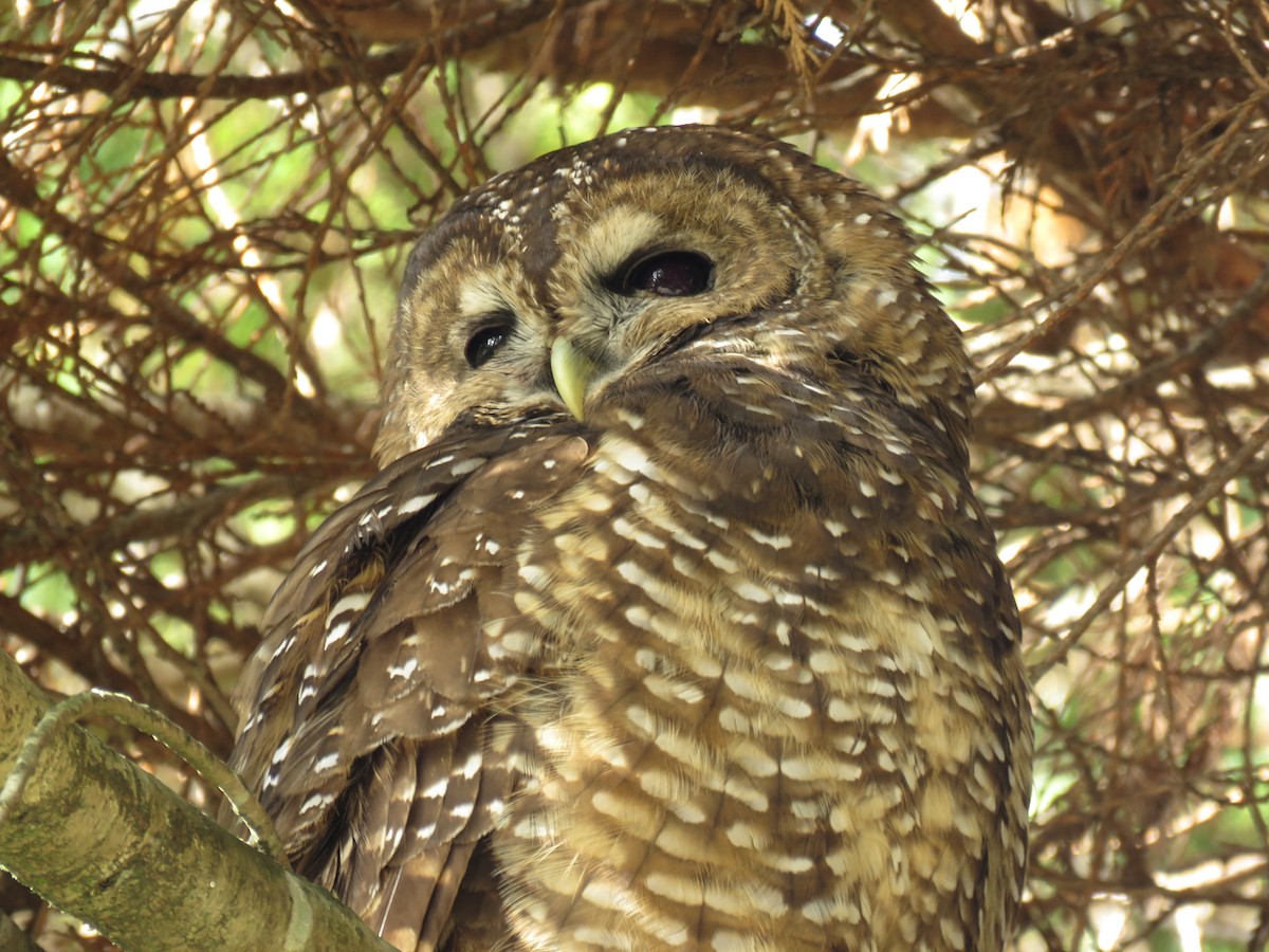 Spotted Owl - Kai Frueh