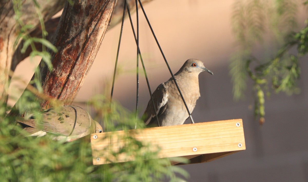 eBird Checklist 6 Aug 2022 Artesia Pahrump, Nv. 11 species