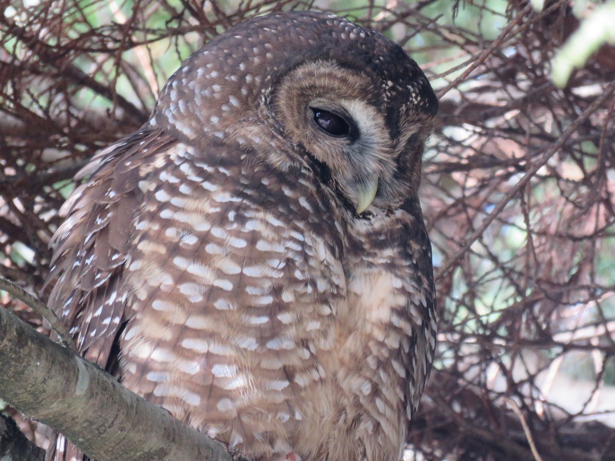 Spotted Owl - Kai Frueh