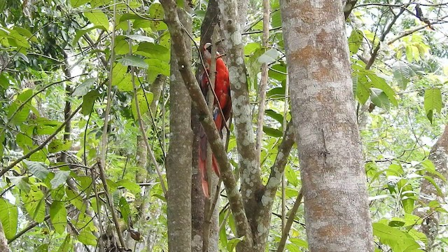 Scarlet Macaw - ML473069851