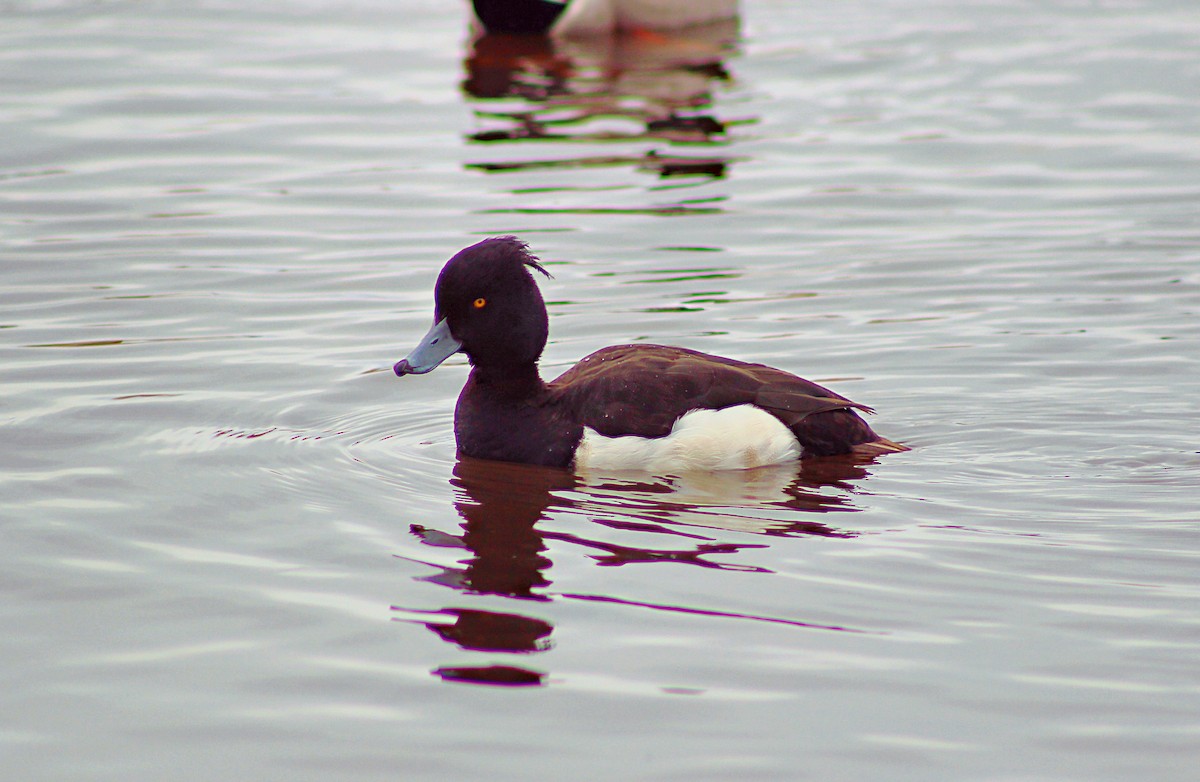 Tufted Duck - ML473078171