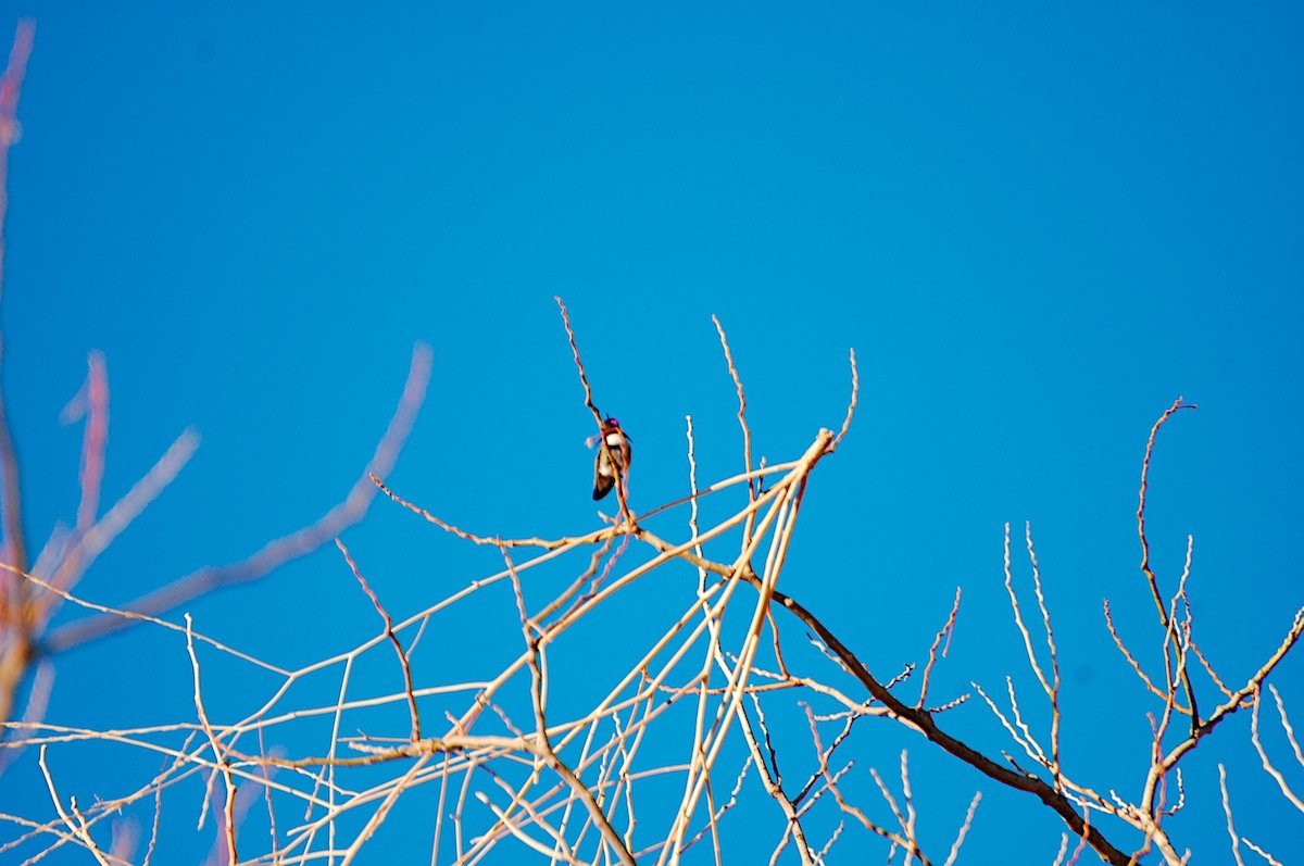 Anna's Hummingbird - ML47307991