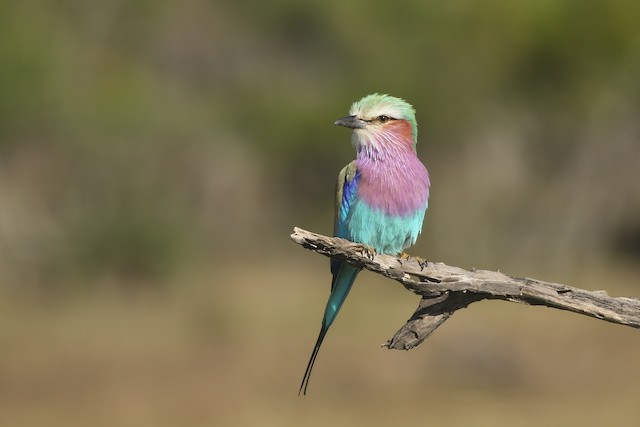 Lilac-breasted Roller ML473081541