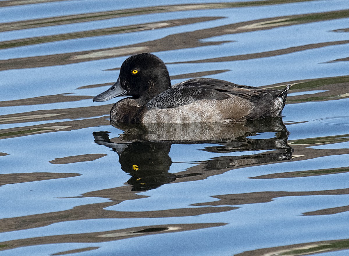 Greater/Lesser Scaup - ML473082191