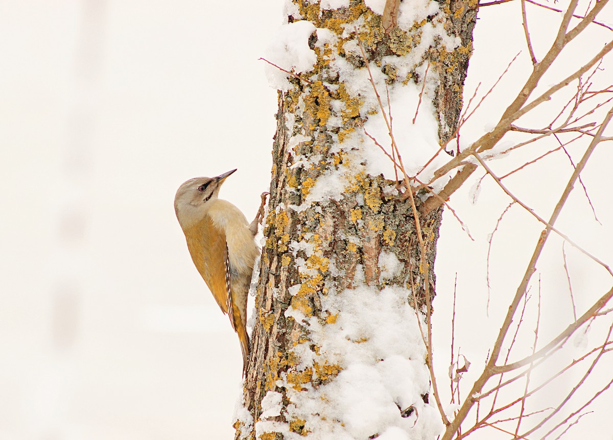 Gray-headed Woodpecker - ML473083281