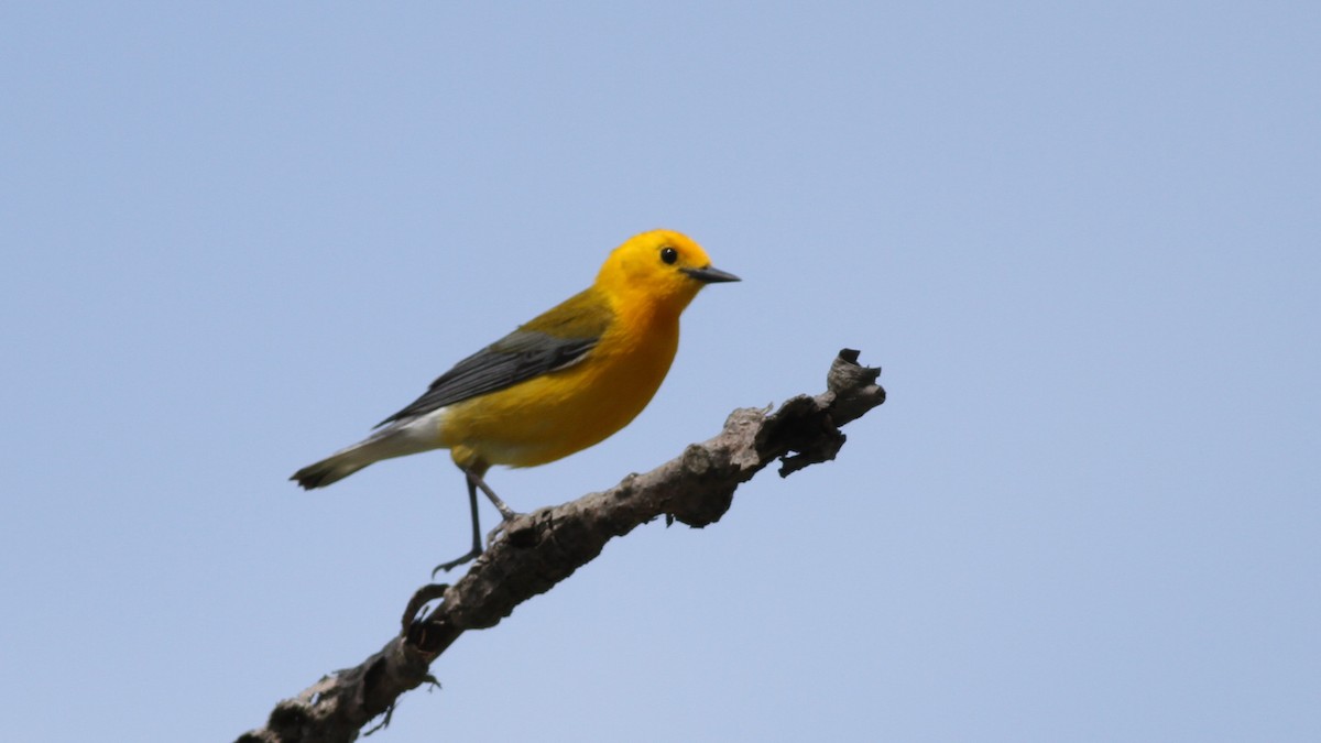 Prothonotary Warbler - ML473083461